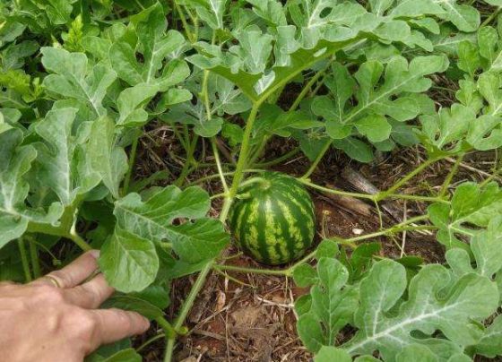 Frutifica fortalece agricultura familiar e garante frutas de qualidade para merenda escolar de Sorriso
