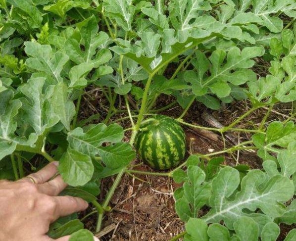Frutifica fortalece agricultura familiar e garante frutas de qualidade para merenda escolar de Sorriso