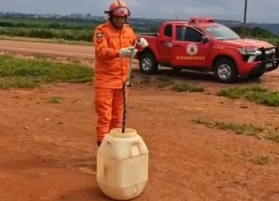 Cobra caninana é resgatada por bombeiros em empresa agrícola