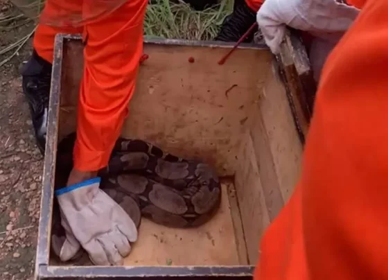 Resgate de cobras jiboia mobiliza bombeiros em duas cidades