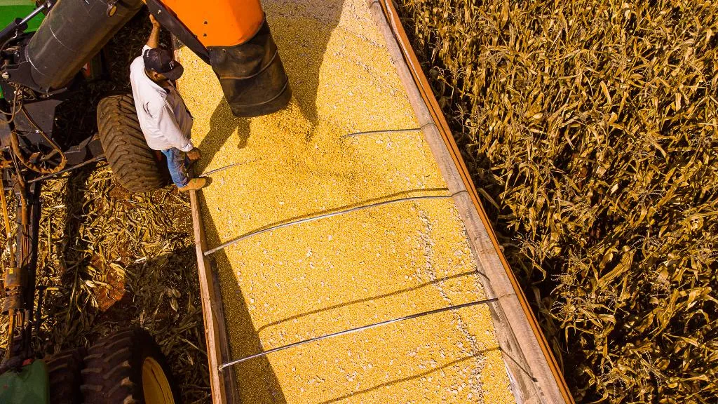 Mato Grosso lidera produção agropecuária com R$ 206 bi