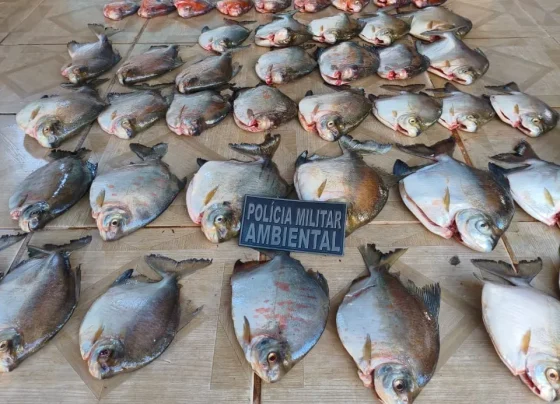 Pescado ilegal leva homem à prisão em Nova Canaã do Norte