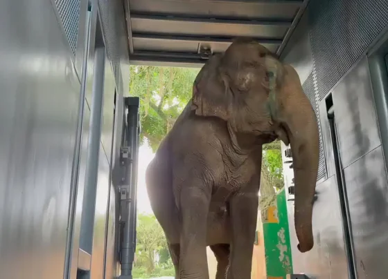 Após mais de 30 anos em cativeiro, elefanta Baby está a caminho de Mato Grosso para recomeçar a vida