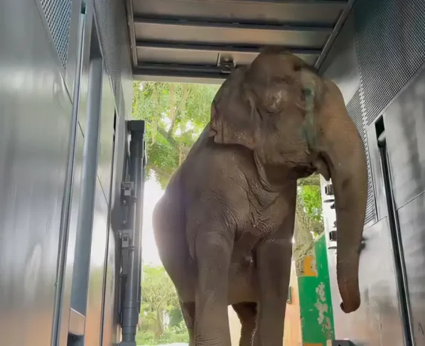 Após mais de 30 anos em cativeiro, elefanta Baby está a caminho de Mato Grosso para recomeçar a vida