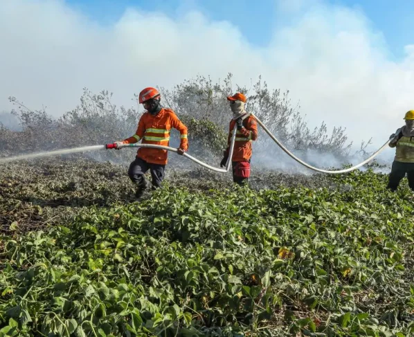 Brigadistas temporários em Mato Grosso