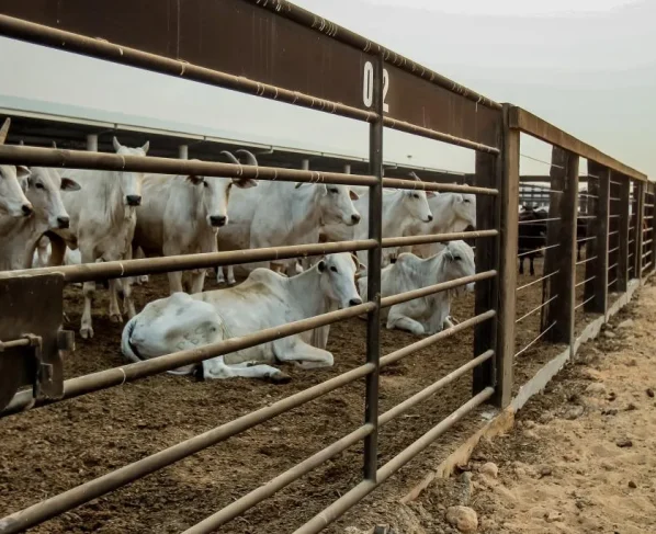 Abate de bovinos em Mato Grosso lidera crescimento nacional em 2026