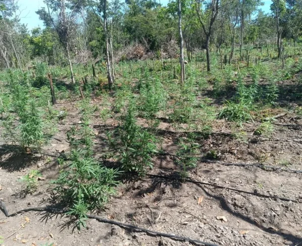 Invasão de terra em Luciara leva à apreensão de 5 mil pés de maconha