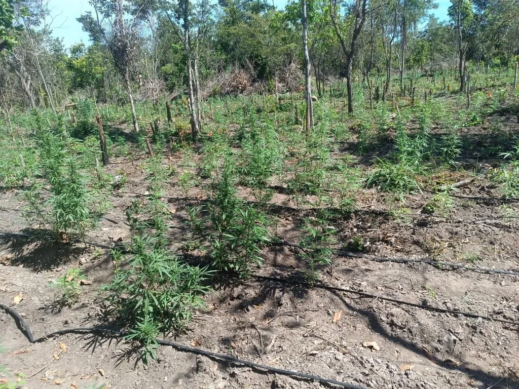 Invasão de terra em Luciara leva à apreensão de 5 mil pés de maconha