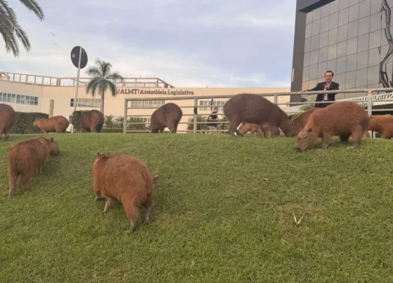 Capivaras ganham proposta de travessia segura na ALMT