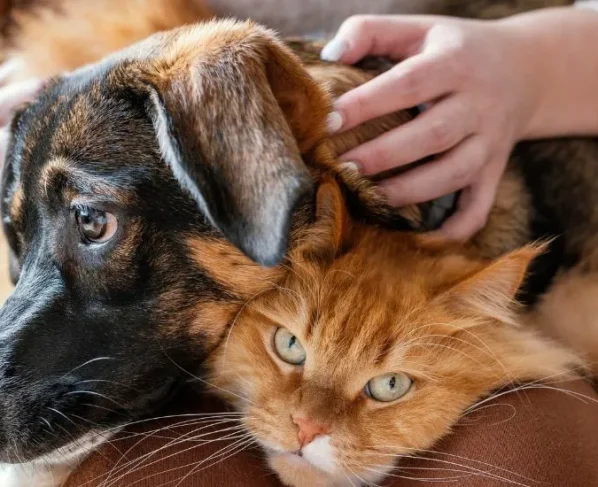Abrigo Municipal de Cães e Gatos