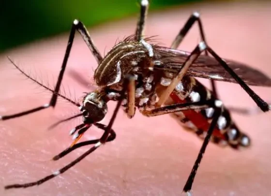 Secretaria de Saúde investiga duas mortes por suspeita de dengue