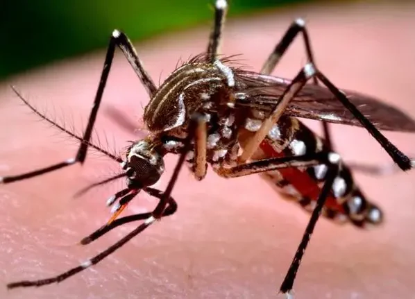 Secretaria de Saúde investiga duas mortes por suspeita de dengue