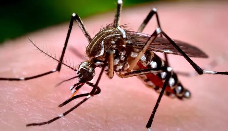 Secretaria de Saúde investiga duas mortes por suspeita de dengue