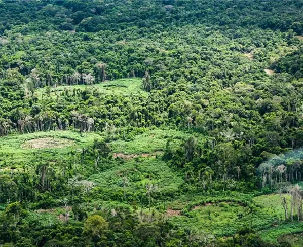 Amazônia tem espécies catalogadas por indígenas