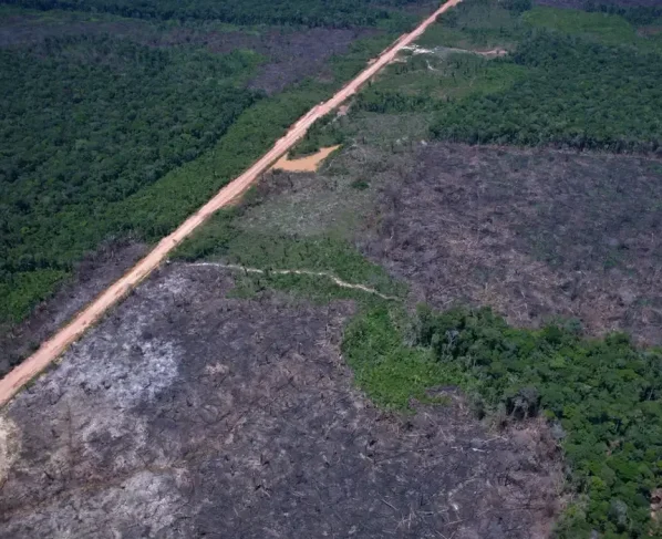 Desmatamento na Amazônia cai ao menor nível desde 2016