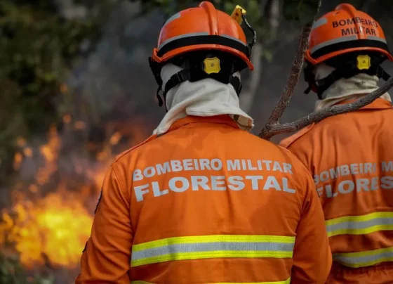 Corpo de bombeiros caminhando em direção à vegetação em chamas