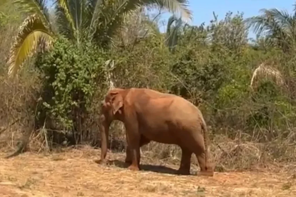 Santuário de Elefantes Brasil