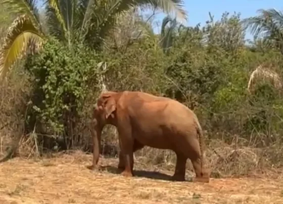 Santuário de Elefantes Brasil