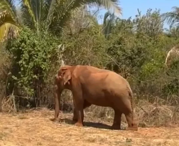 Santuário de Elefantes Brasil