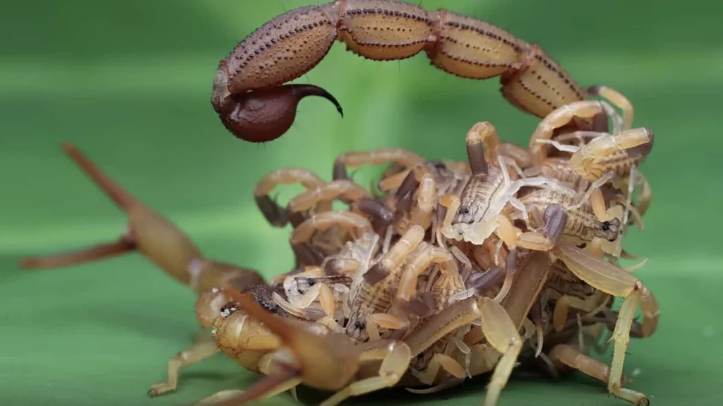 Cuidados com animais peçonhentos