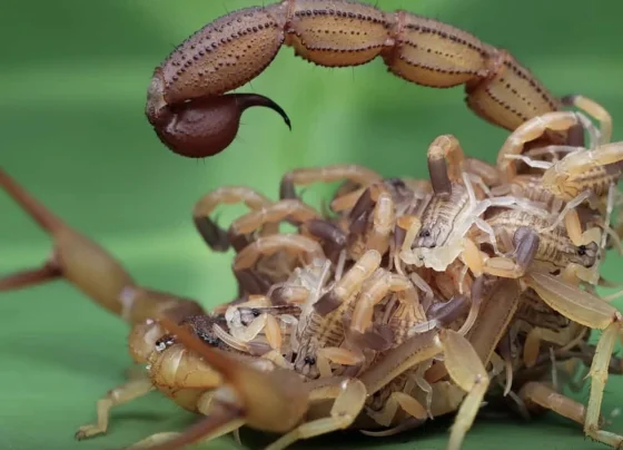 Cuidados com animais peçonhentos
