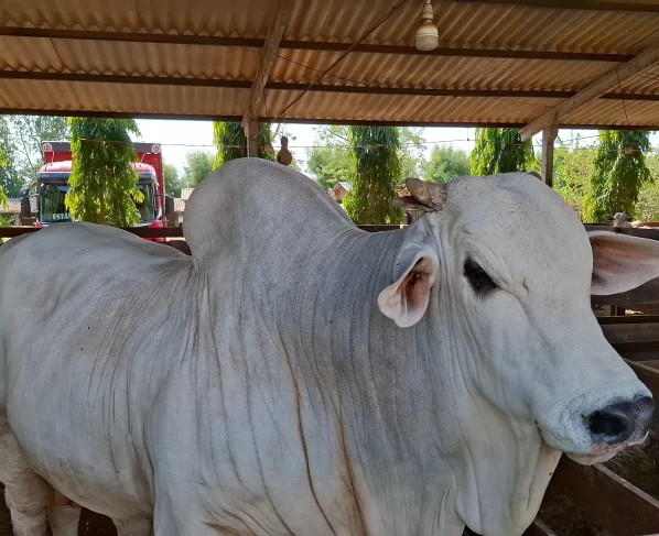 Em Mato Grosso, polo estratégico do agronegócio, o avanço da tecnologia e o aperfeiçoamento constante do rebanho têm garantido a competitividade do setor