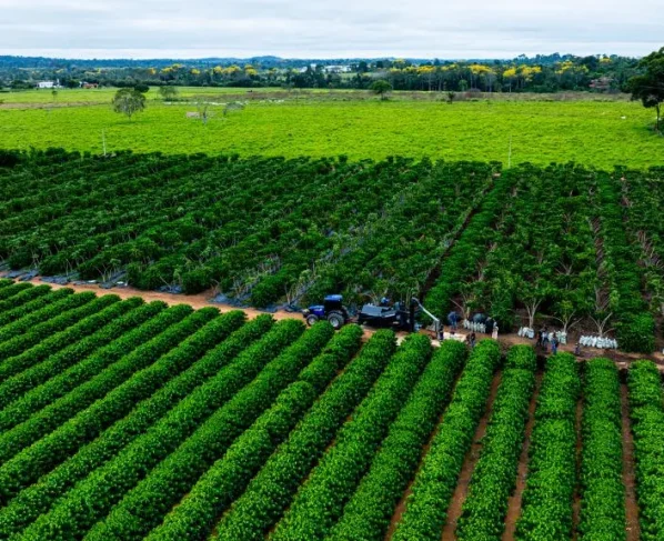Seaf usa tecnologia para ampliar transparência na agricultura familiar