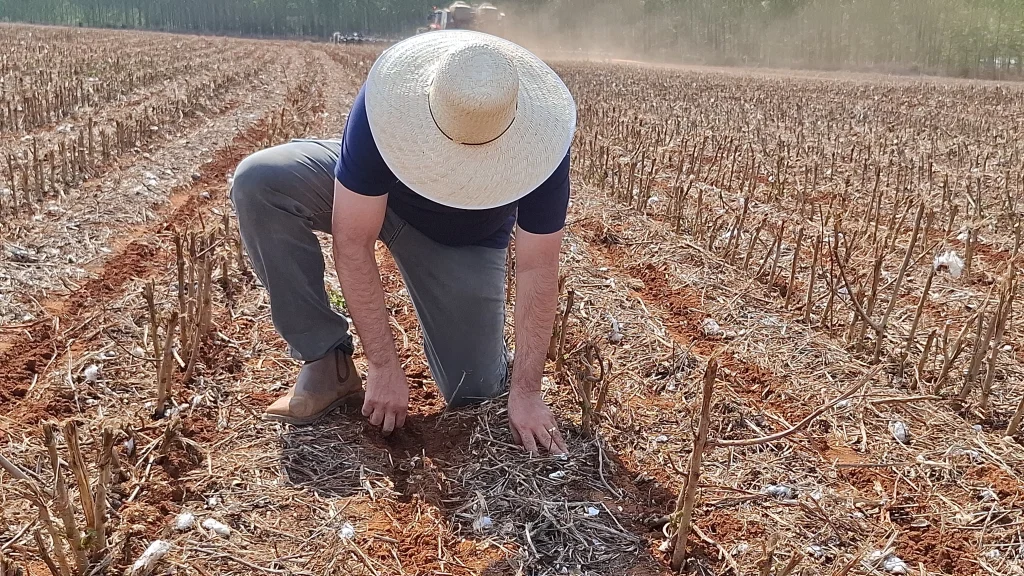 Com chuvas recentes que aliviam o solo no médio-norte mato-grossense, ritmo dos trabalhos avança com cautela, custos elevados de produção e aperto no crédito rural.