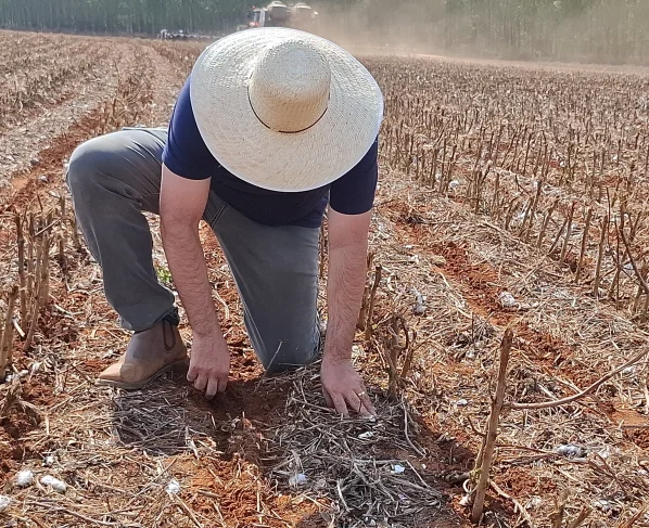 Com chuvas recentes que aliviam o solo no médio-norte mato-grossense, ritmo dos trabalhos avança com cautela, custos elevados de produção e aperto no crédito rural.