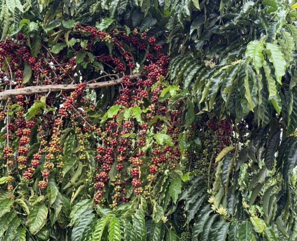 CAFÉ DE QUALIDADE - Juína recebe 1º Concurso de Qualidade de Café de Mato Grosso no dia 31 de outubro