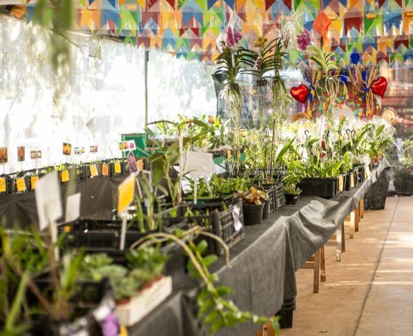 Festival de Orquídeas e Rosas do Deserto começa nesta quinta