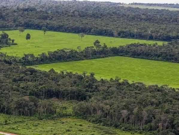 Mato Grosso responde por 117 km² em alertas de desmatamento em setembro