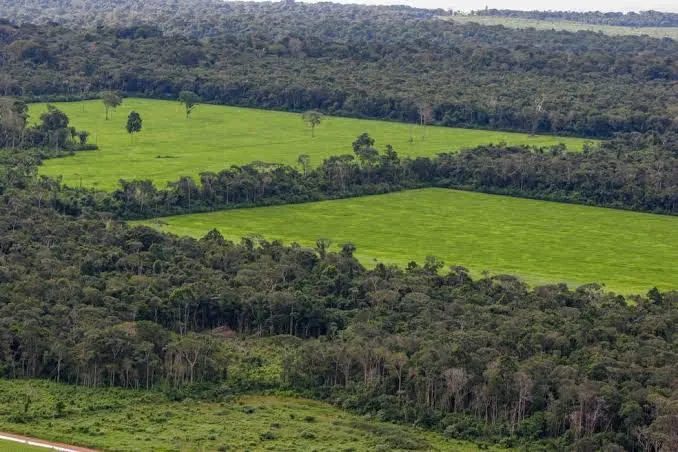 Mato Grosso responde por 117 km² em alertas de desmatamento em setembro