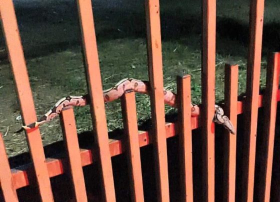Moradores encontram serpente no portão de casa no Nortão