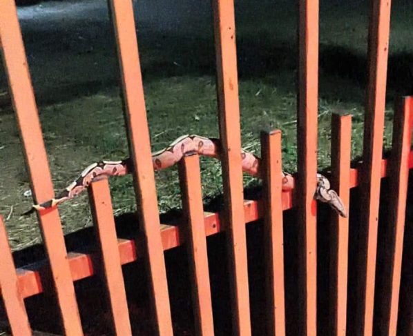 Moradores encontram serpente no portão de casa no Nortão