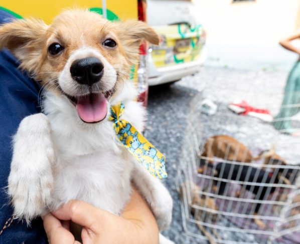 No Dia das Crianças, BEA amplia oportunidades para animais encontrarem um lar