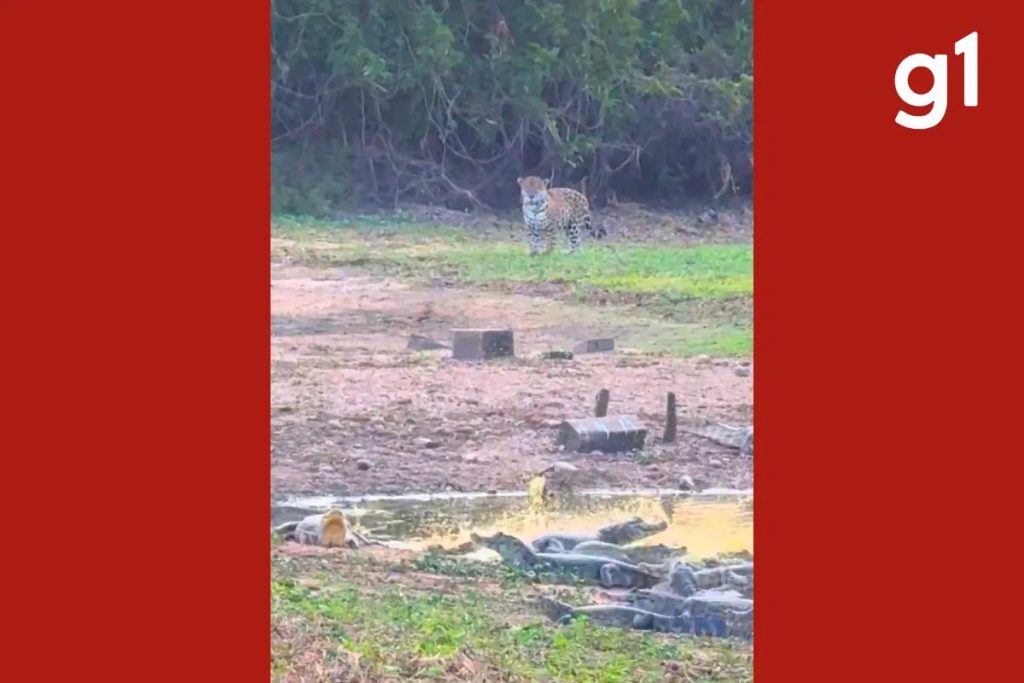 Onças-pintadas surpreendem jacarés durante ‘banho de sol’ no Pantanal de MT
