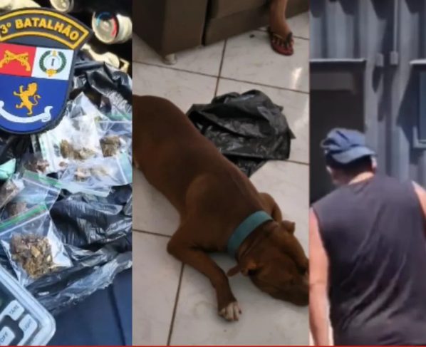 Pitbull solto na rua leva policiais a esconderijo de drogas e tutor é preso em Cuiabá