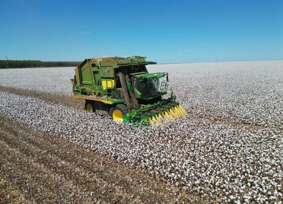 Produção de algodão cai 6,92% mesmo com rendimento recorde por hectare em MT, aponta Imea
