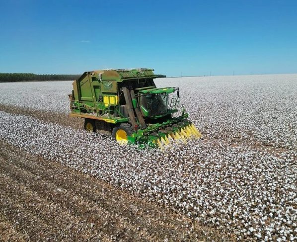 Produção de algodão cai 6,92% mesmo com rendimento recorde por hectare em MT, aponta Imea