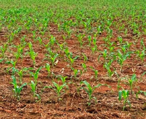 Produtividades da área de milho para safra 2026/27 em Mato Grosso cai 8%, prevê IMEA