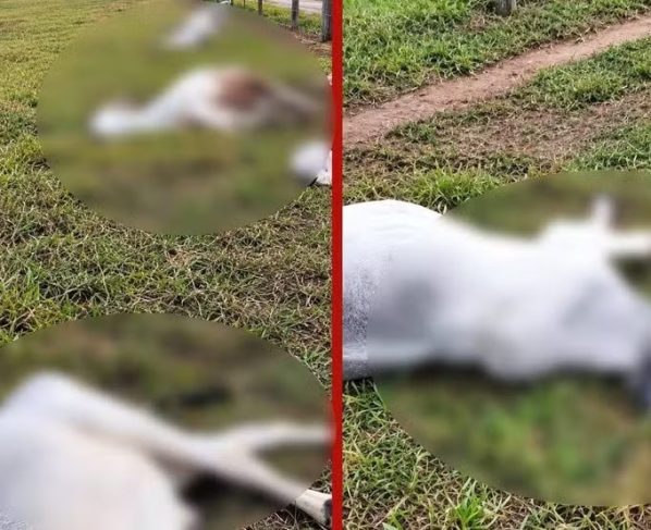 Raio mata cabeças de gado em propriedade rural durante temporal em MT