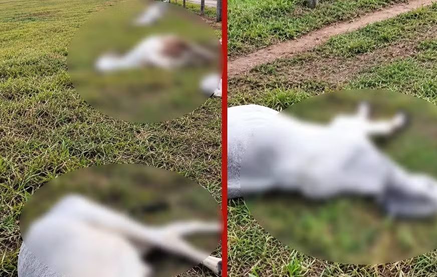 Raio mata cabeças de gado em propriedade rural durante temporal em MT