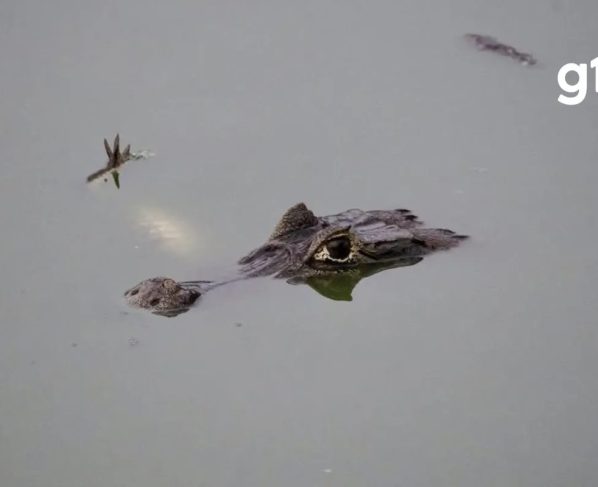 VÍDEO: jacaré é flagrado com corpo de outro na boca no Pantanal de MT; biólogo explica canibalismo
