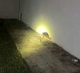 Bombeiros resgatam bicho-preguiça e tamanduá-mirim no perímetro urbano em Alta