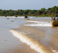 Com voz de Fernanda Torres, filme sobre onças do Pantanal