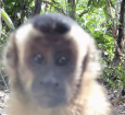 Macacos-prego interagem e 'investigam' câmera de monitoramento em fazenda no