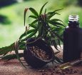Para associações, normas ainda deixam pontos em aberto sobre cannabis