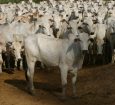Pecuária segue dependente de importação de vacinas contra clostridioses