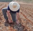 Com chuvas recentes que aliviam o solo no médio-norte mato-grossense, ritmo dos trabalhos avança com cautela, custos elevados de produção e aperto no crédito rural.